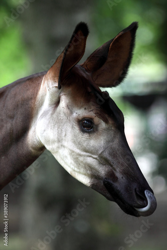 Okapi (Okapia johnstonii) photo