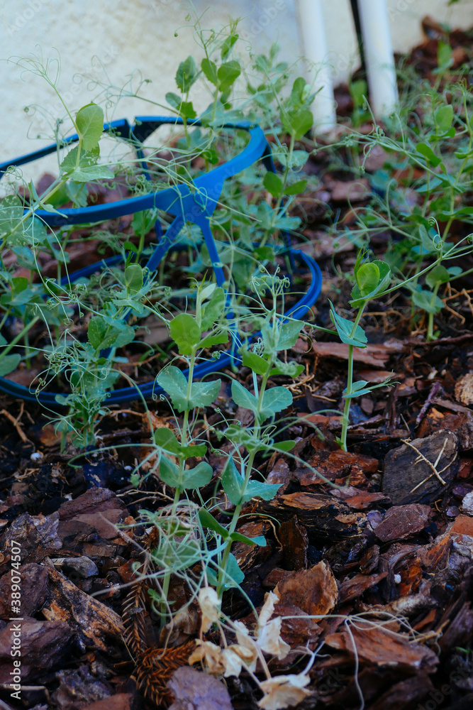 Obraz premium Green pea Shoot : healthy vegetable grown in garden