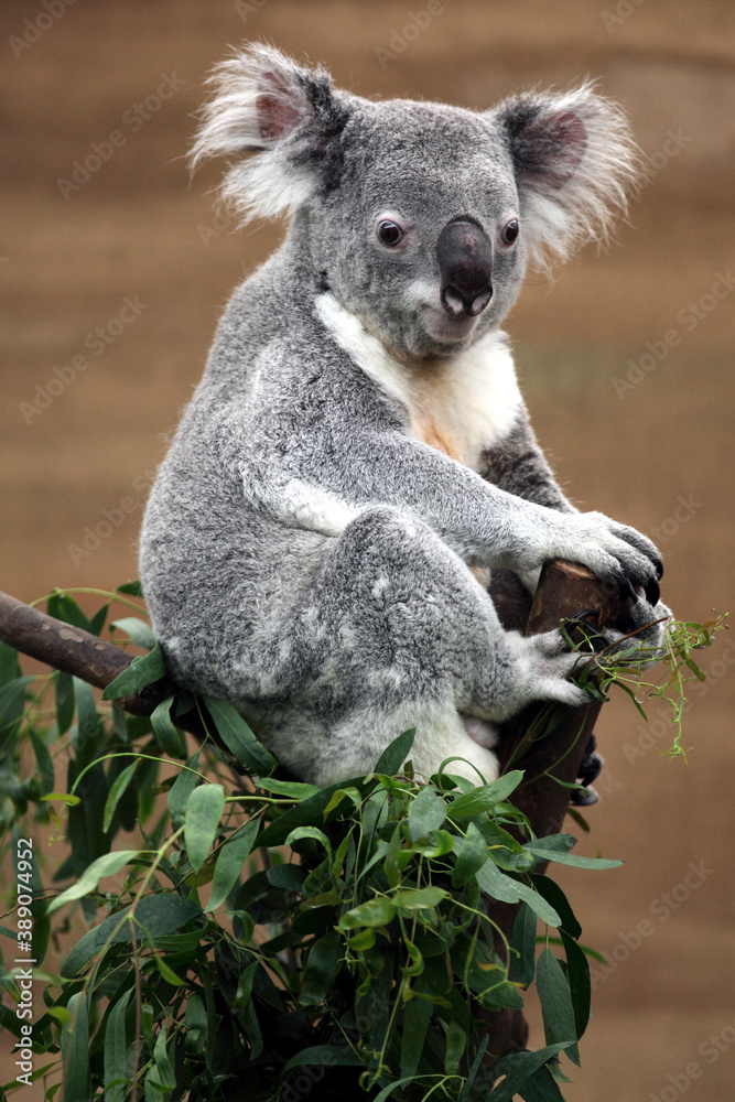 Naklejka premium Koala (Phascolarctos cinereus)
