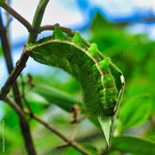 green caterpillar on a leaf