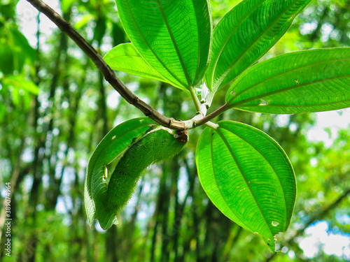 green caterpillar hiding on a tree branch