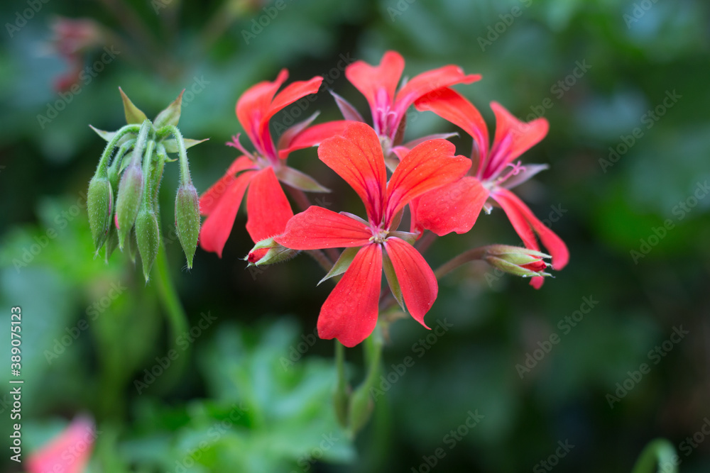 red flower in the garden red flower in the garden