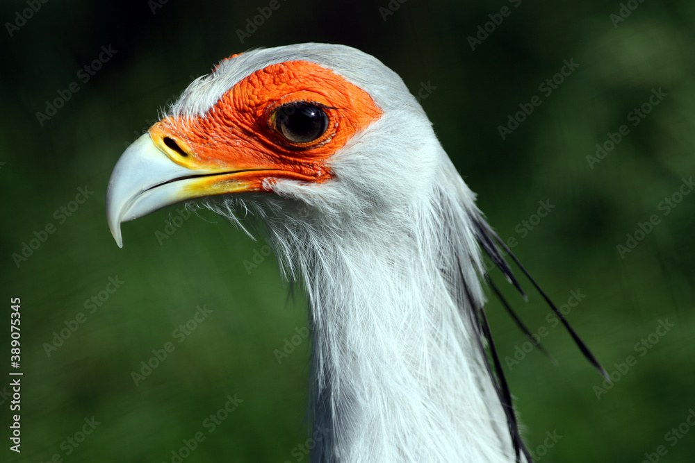 Secrétaire (sagittarius serpentarus) secretary bird Secrétaire (sagittarius serpentarus) secretary bird