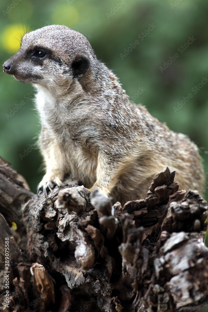 Fototapeta premium Suricate (Suricatta suricata) Meerkat