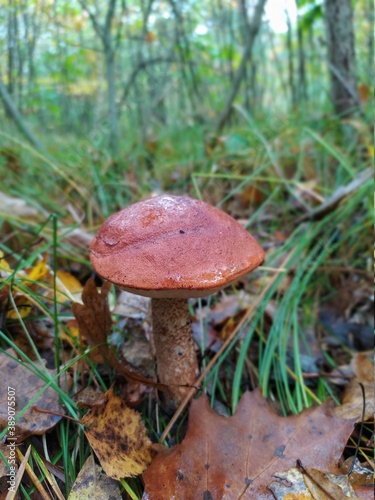 leccinum aurantiacum mushroom with an orange cap grows in the forest