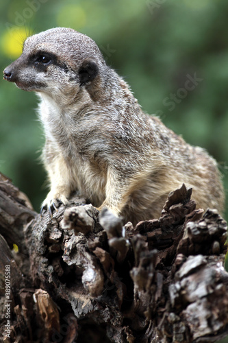 Suricate (Suricatta suricata) Meerkat © Jessy