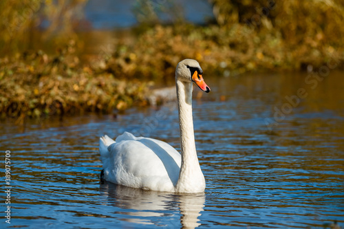 A white swan floats on the water in autumn.