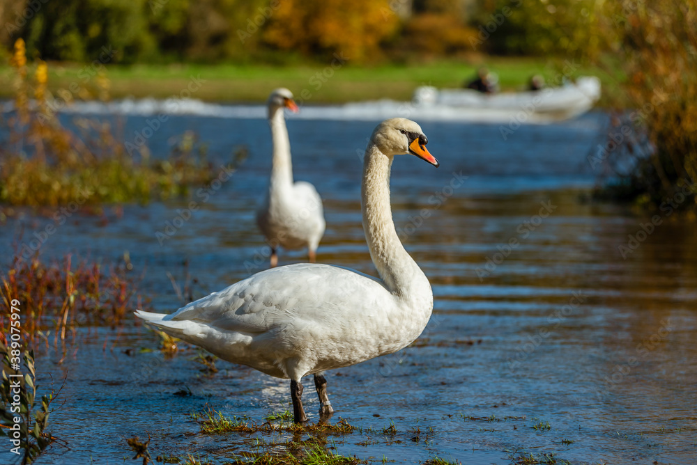 Fototapeta premium White swans in the fall on the shore of the reservoir.