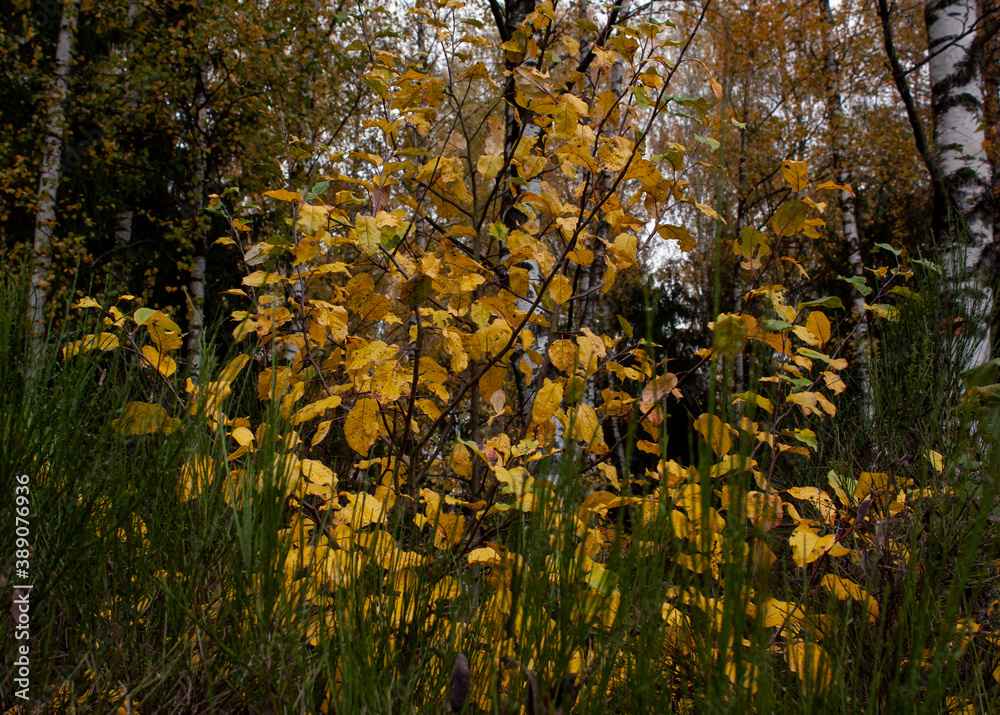 Obraz premium Natural background of bright yellow leaves against the background of the trunks of a birch forest.