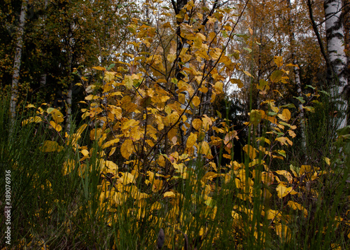 Natural background of bright yellow leaves against the background of the trunks of a birch forest.