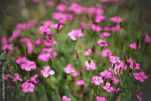 Beautiful background from meadow flowers. Stock photo of nature for design © subjob