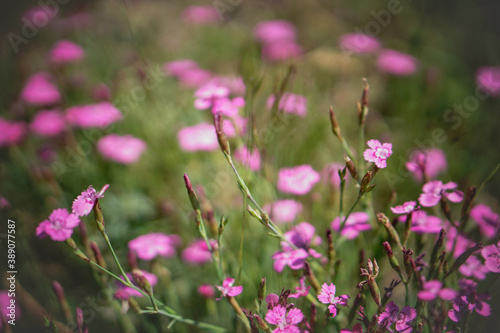 Beautiful background from meadow flowers. Stock photo of nature for design