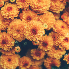 A bouquet of orange chrysanthemum flowers in pot in garden