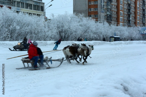 Polar sports games in the city center running on reindeer in a sled. North of Russia