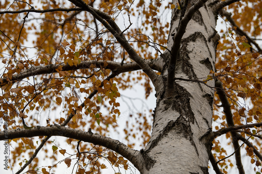 Obraz premium tree in autumn