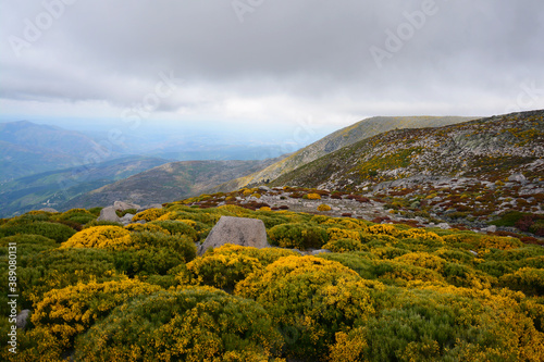 Portugal mountain range Serra da Estrela. Mountains in Portugal. Hiking in Portugal. Torre peak. Yellow Genista flower.