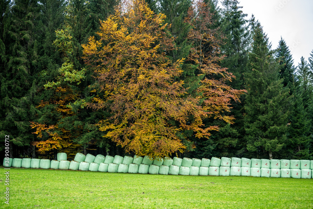 Fototapeta premium autumn in the woods