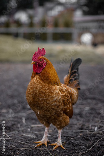 chicken rooster in the farm