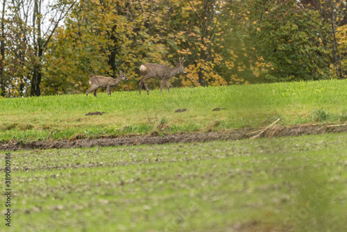 deer in the field © Georg Hummer