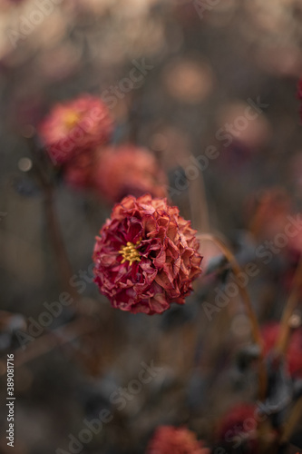 dahlia in the field