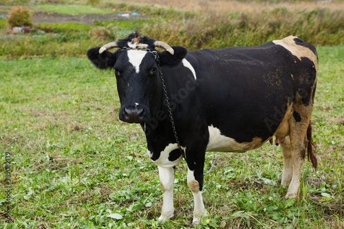 A curious dairy cow stands in her pasture. Dairy Cow. A curious dairy cow.