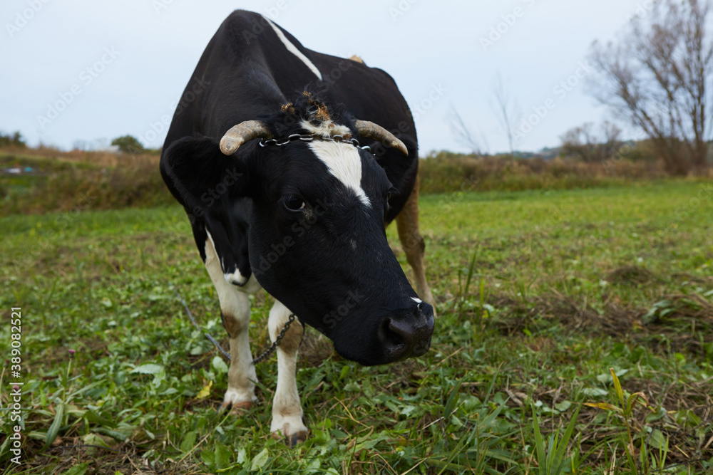 A curious dairy cow stands in her pasture. Dairy Cow. A curious dairy cow. A curious dairy cow stands in her pasture. Dairy Cow. A curious dairy cow.