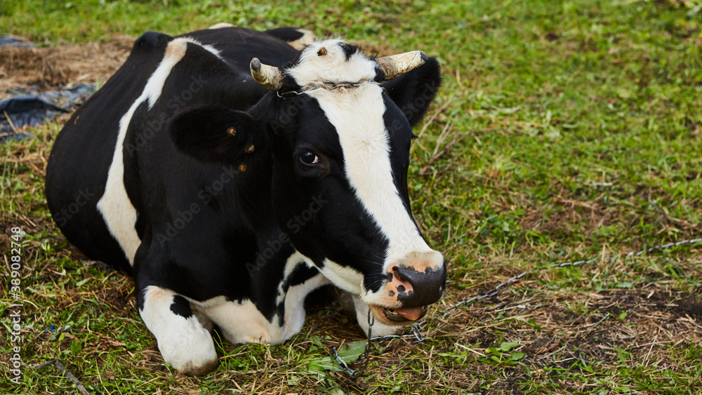 Cow resting on a green field in Ukraine.