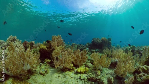 Wallpaper Mural Tropical coral reef. Scene reef. Marine life sea world. Underwater fish reef marine. Philippines. Torontodigital.ca