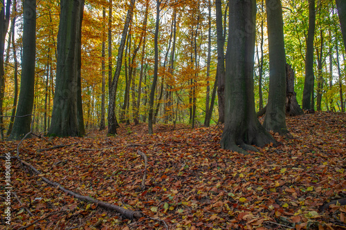 Fototapeta Naklejka Na Ścianę i Meble -  Jesienne drzewa w Lesie Łagiewnickim w Łodzi
