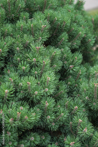 Beautiful little needles of spruce needles. New Year and Christmas background for design. Natural tree branch in nature.