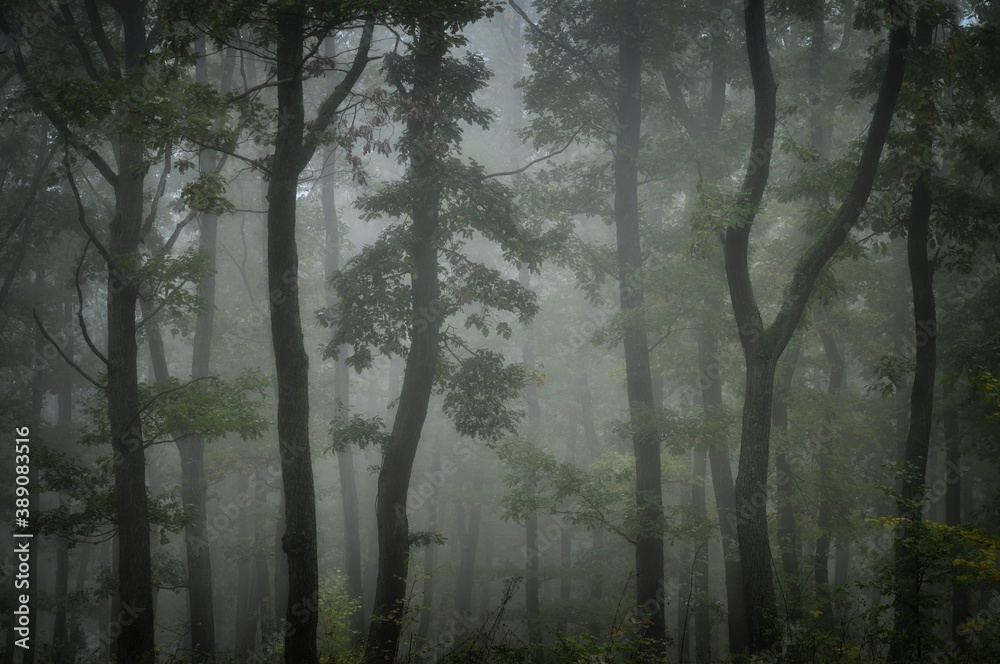 Green forest in fog, oak trees with green leafs in foggy conditions,light background.Gloomy magical landscape at autumn/fall. South Moravia, Eastern Europe. . Green forest in fog, oak trees with green leafs in foggy conditions,light background.Gloomy magical landscape at autumn/fall. South Moravia, Eastern Europe. .