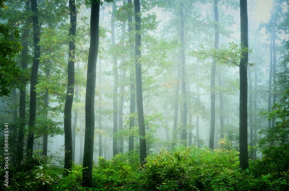 Green forest in fog, oak trees with green leafs in foggy conditions,light background.Gloomy magical landscape at autumn/fall.   .