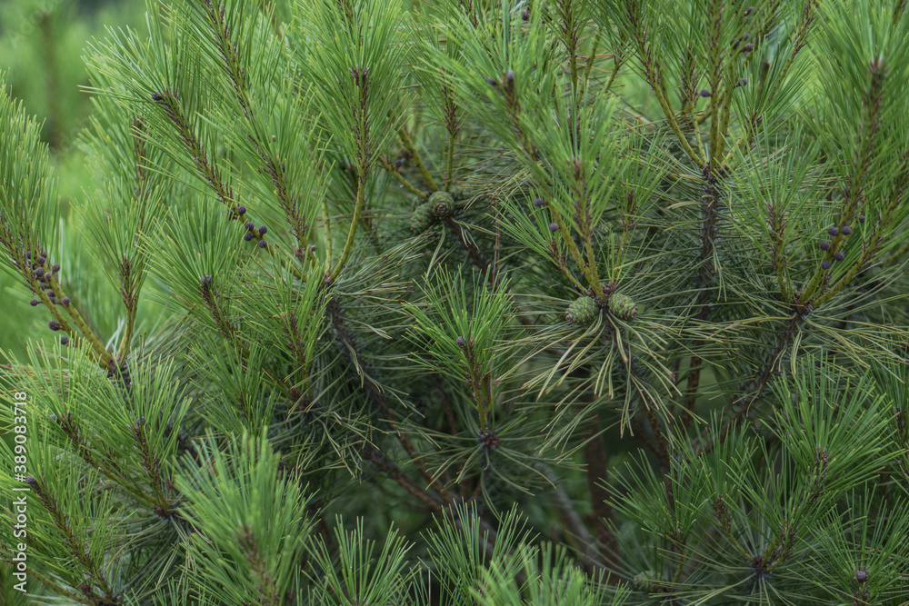 Beautiful little needles of spruce needles. New Year and Christmas background for design. Natural tree branch in nature.