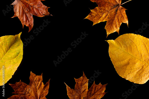 Yellow and red autumn leaves isolated on black background. Autumn composition - autumn maple leaves on black background  creative flat lay  top view 