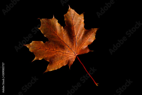Yellow and red autumn leaves isolated on black background. Autumn composition - maple leaves on black background, flat lay, top view 