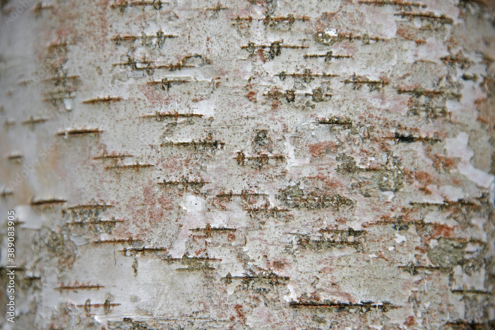 background, bark, tree bark, birch bark, Birch, tree, white, texture, birch bark