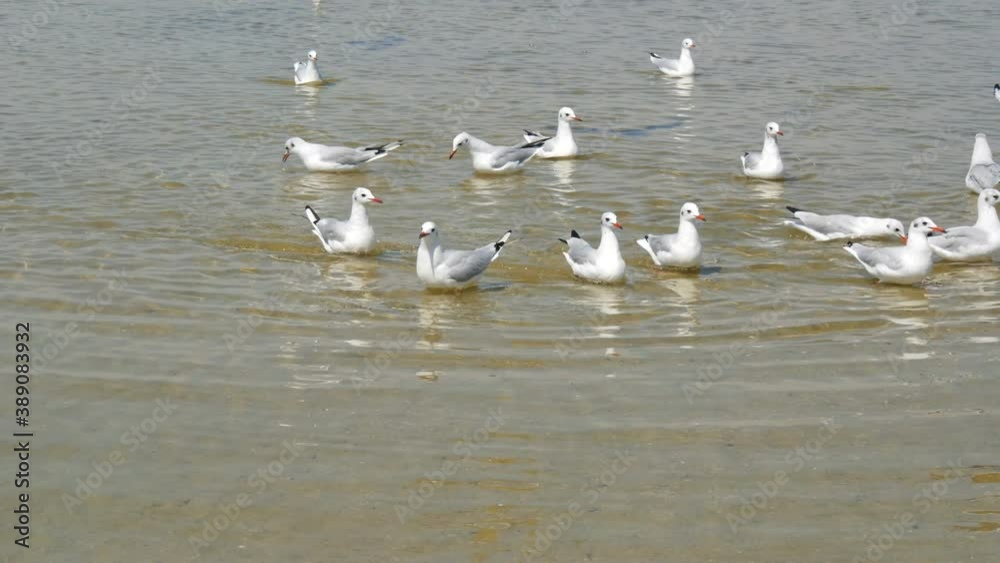 A flock of ivory gulls greedily eating pieces of bread on the shore of a salt lake. A flock of ivory gulls greedily eating pieces of bread on the shore of a salt lake.