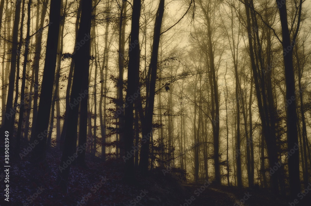 Mysterious foggy forest covered with glaze ice and rime. Fog,beech trees, gloomy winter landscape, forest trail. Eastern Europe.  .