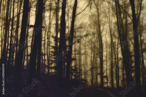 Mysterious foggy forest covered with glaze ice and rime. Fog,beech trees, gloomy winter landscape, forest trail. Eastern Europe. .