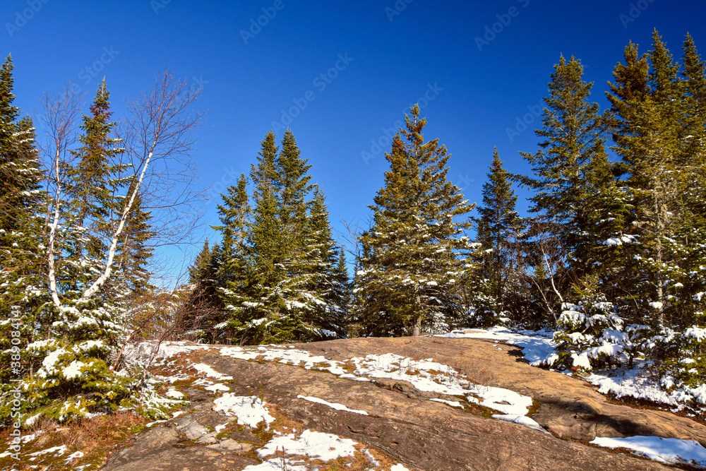 First fall on the mountain in canadian forest, province of quebec First fall on the mountain in canadian forest, province of quebec
