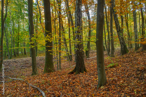 Jesienne drzewa w Lesie Łagiewnickim w Łodzi