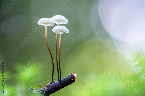 mushroom on a green background