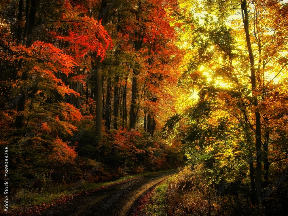 Beech trees forest at autumn / fall daylight, gravel road, colorful broad leaf foliage.Magical atmosphere , landscape. .