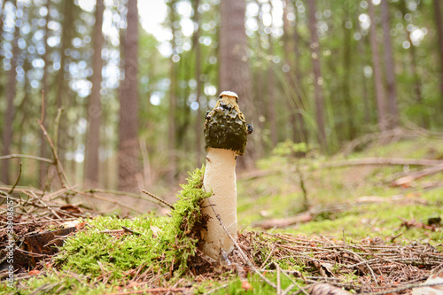 Quadro em tela Phallus impudicus mushroom