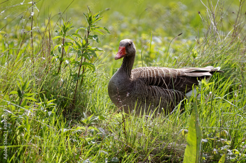 Greylag goose bird in grass. Somme bay in Normandy, France, Europe. Wildlife. Greylag goose bird in grass. Somme bay in Normandy, France, Europe. Wildlife.