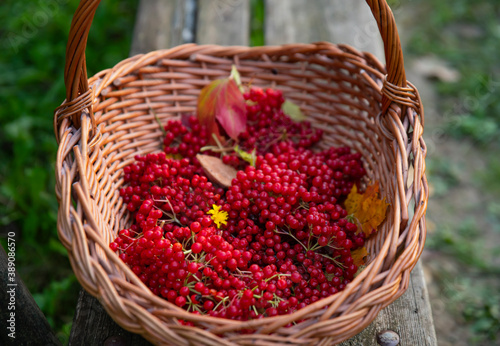 on a wooden bench there is a wicker basket with clusters of viburnum  forest gifts of autumn