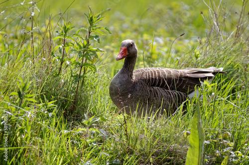 Greylag goose bird in grass. Somme bay in Normandy, France, Europe. Wildlife.