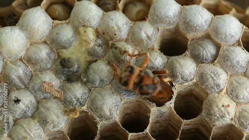 Closeup of Hatching European Hornet from the Honeycomb