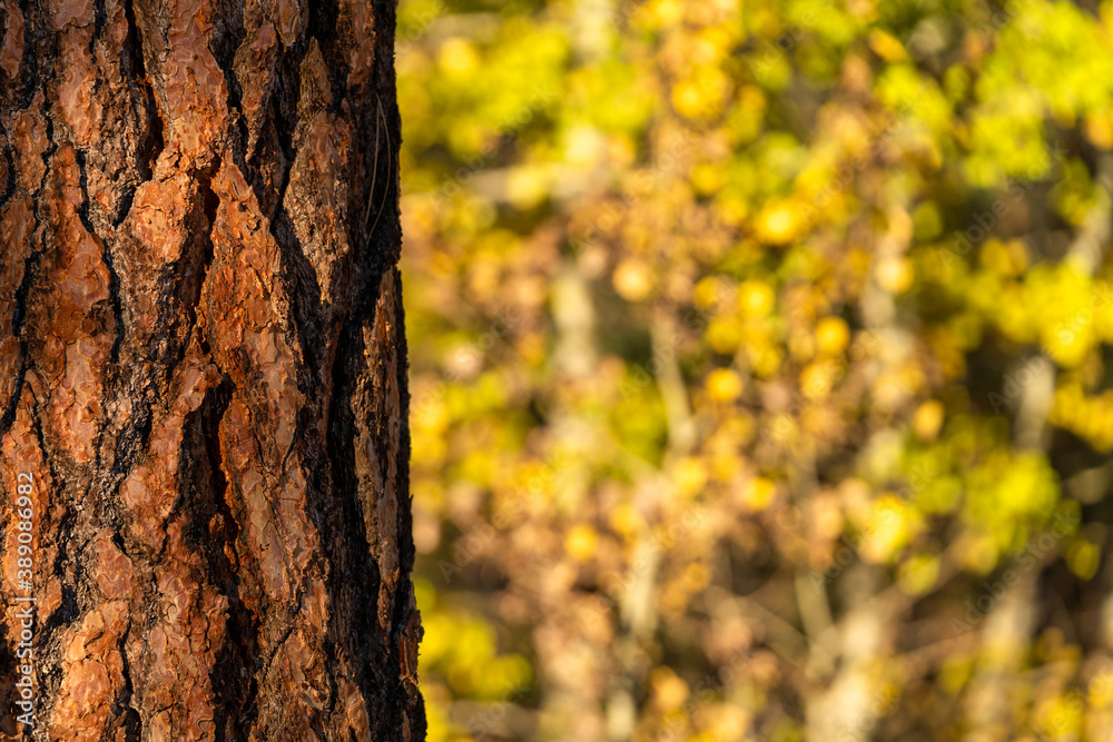 Obraz premium Fall Color Aspens and Ponderosa Pine Trees at Sunset in Autumn