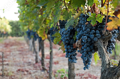 Vineyard in october. Bunches of grapes on branches. Close up, copy space, background. photo